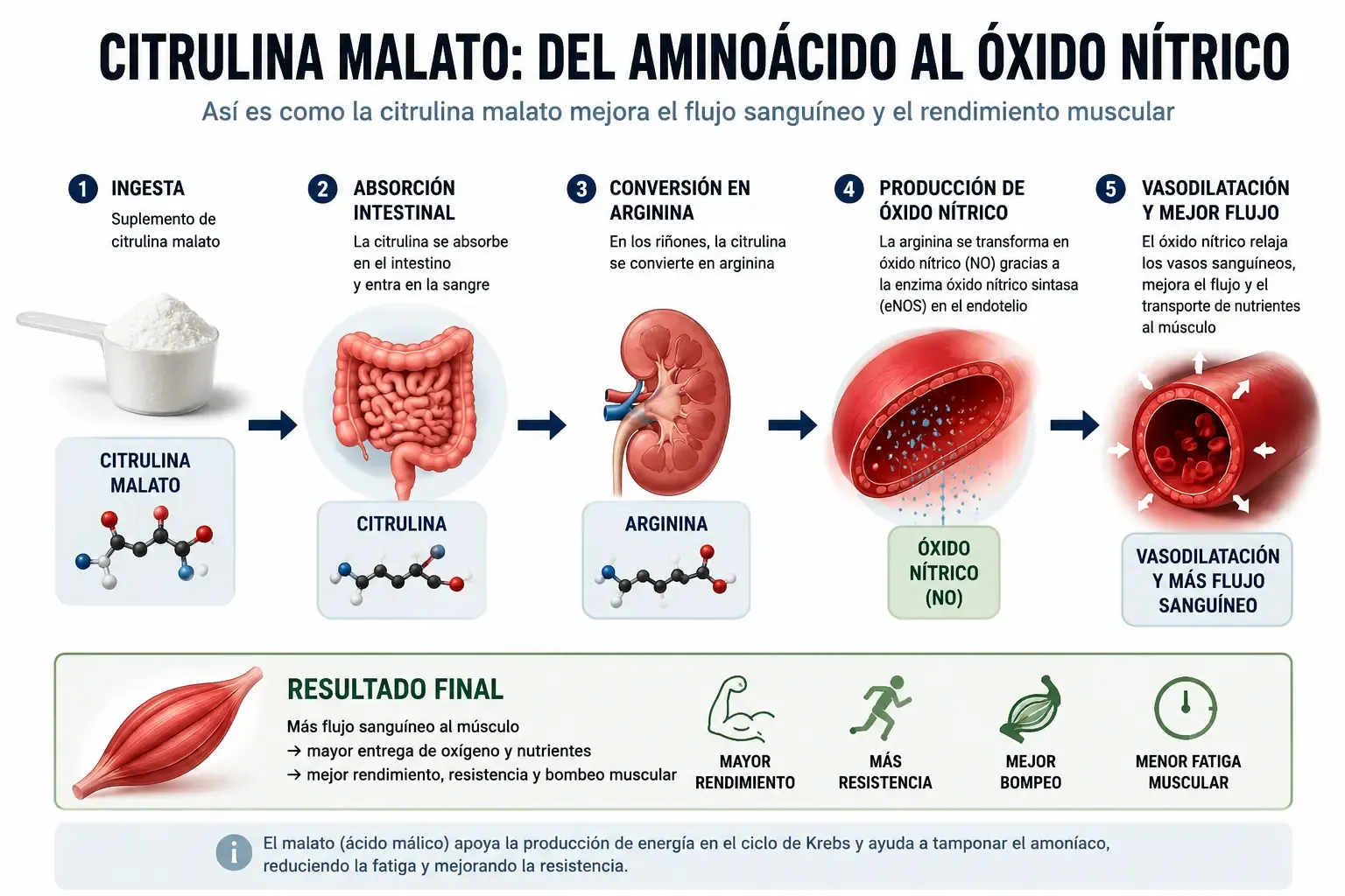 esquema del mecanismo de la citrulina convirtiéndose en arginina y óxido nítrico en el cuerpo